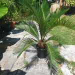 Cycas revoluta M