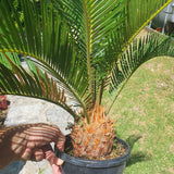 Cycas revoluta M