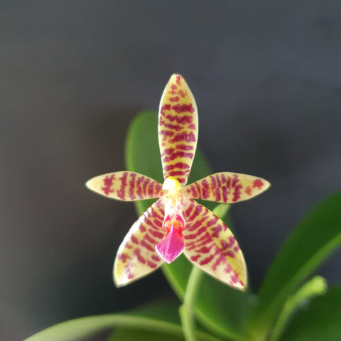 Phalaenopsis cornu cervi chattaladae x maculata