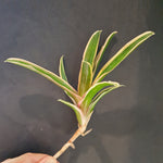 Neoregelia Schultesiana variegata