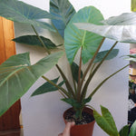 Alocasia brisbanensis