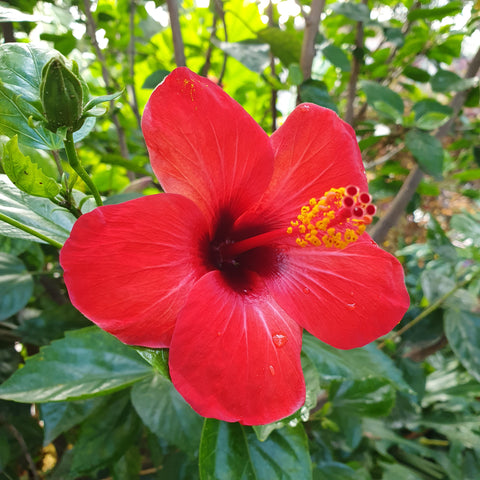 Hibiscus rosa sinensis