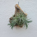Tillandsia ionantha sur écorce