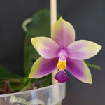 Phalaenopsis Samera Blue