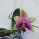 Phalaenopsis Samera Blue