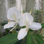 Hedychium coronarium