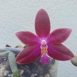 Phalaenopsis king's charming