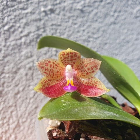 phalaenopsis Princess Kaiulani Chin Yo  x Yaphon Java King