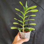 Renanthera storiei