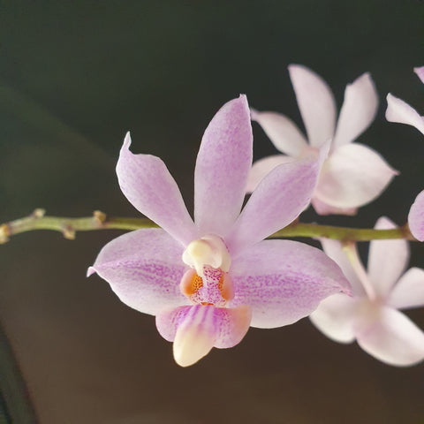 Phalaenopsis pulcherrima alba x finleyi