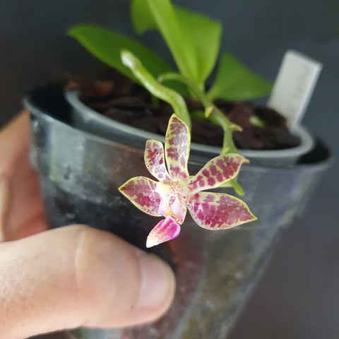 phalaenopsis venosa x finleyi