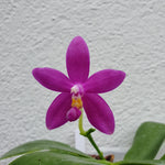 Phalaenopsis germaine vincent