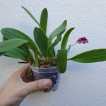 Bulbophyllum curtisii