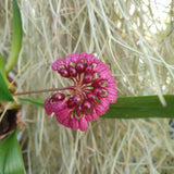 Bulbophyllum curtisii