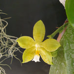 Phalaenopsis Yungho Gelb Canary x mannii flava x Yin's Green Jewel