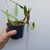 Bulbophyllum fascinator