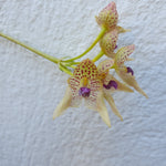 Bulbophyllum umbellatum