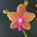 Phalaenopsis Bolgheri