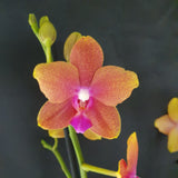 Phalaenopsis Bolgheri