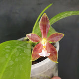 Phalaenopsis venosa x cornu cervi chattaladae