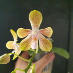 phalaenopsis venosa x celebensis