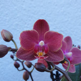 Phalaenopsis sweet fragrance
