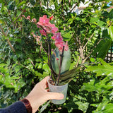 Phalaenopsis sweet fragrance