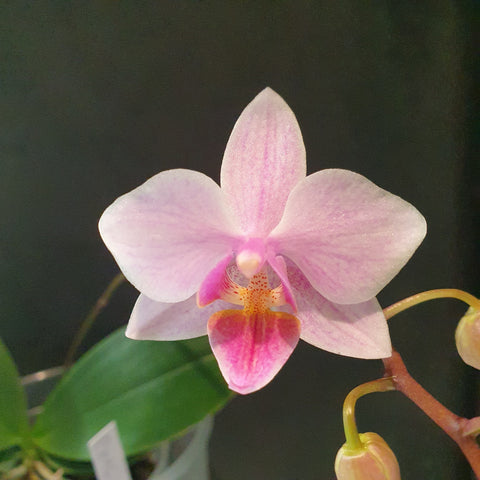 Phalaenopsis intermedia