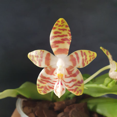 phalaenopsis amboinensis