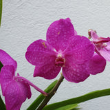 Vanda rose pot terre cuite