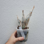 Clowesetum Black Jade