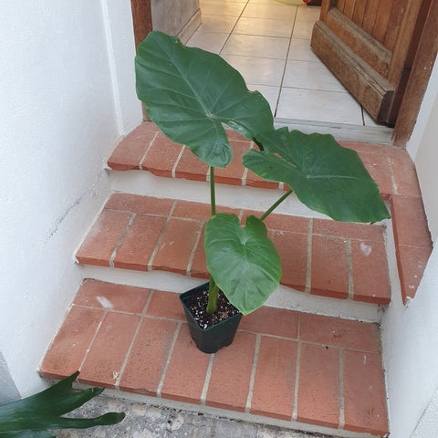 Alocasia borneo giant