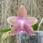 Phalaenopsis speciosa Purple Queen x Zheng Min Raimbow