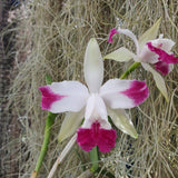 Cattleya intermedia flamea