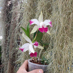 Cattleya intermedia flamea