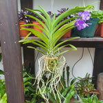 Vanda bleu pot terre cuite