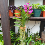 Vanda rose pot terre cuite