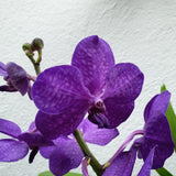 Vanda bleu pot terre cuite