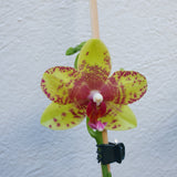 Phalaenopsis Grosetto