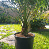 Phoenix roebelenii