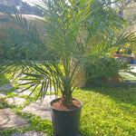 Phoenix roebelenii
