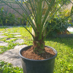 Phoenix roebelenii