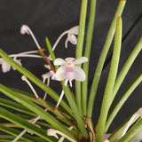 Holcoglossum subulifolium x Vanda miniata