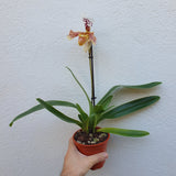 Paphiopedilum Américain tacheté