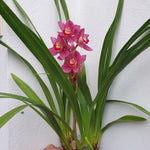 cymbidium Super Pink