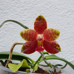 phalaenopsis guadalupe pineda