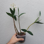 Dendrobium delicatum