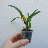 Maxillaria  variabilis jaune