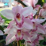 cymbidium Pink Beauty Joal