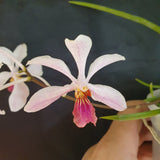 Vanda lamellata calayana x holcoglossum kimballanium